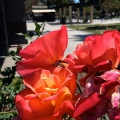 Rose gardens. Huntington Park has lots of rose gardens.